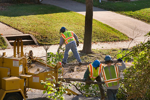 Reliable Montrose, CO Tree Services Solutions