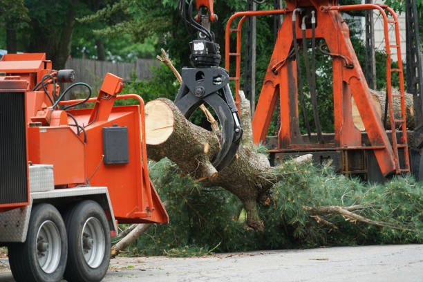 How Our Tree Care Process Works  in Montrose, CO